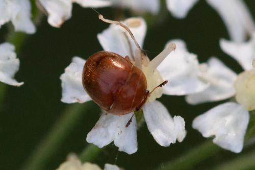 Cychramus luteus