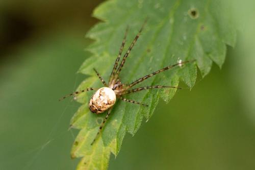 Metellina sp.