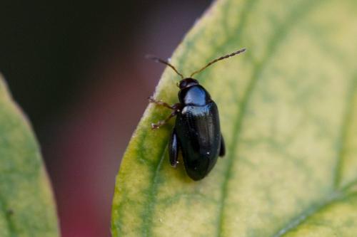 Réf. 331 893 : Psylliodes chrysocephala