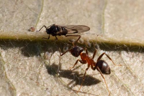 Anoecia corni