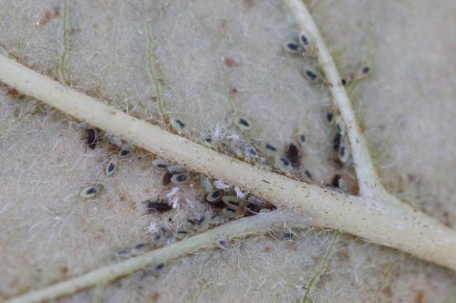 Anoecia corni