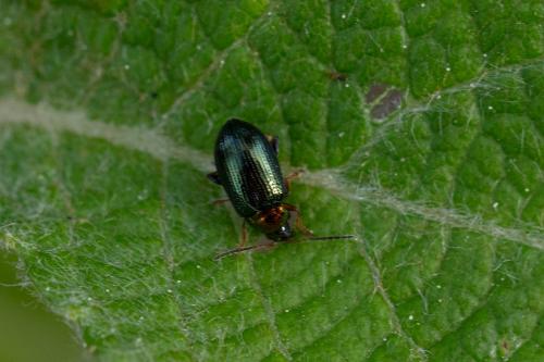 Réf. 331 497 : Crepidodera aurata