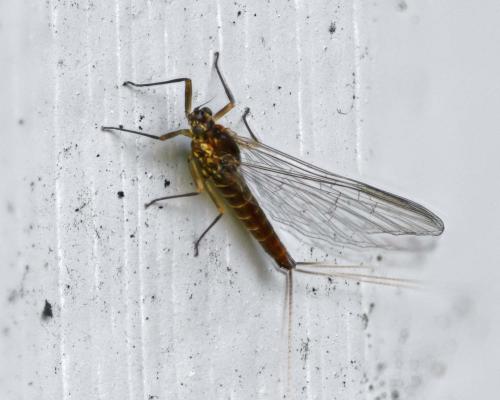 Réf. 331 967 : Baetinae inconnu
