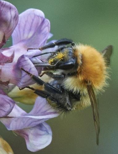 Réf. 331 193 : Bombus pascuorum