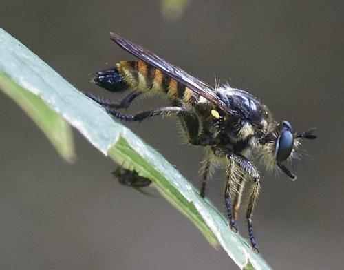 Réf. 331 759 : Choerades fimbriata
