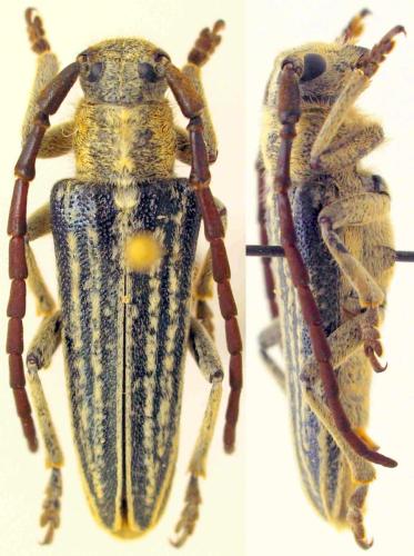 Réf. 331 198 : Pteromallosia albolineata