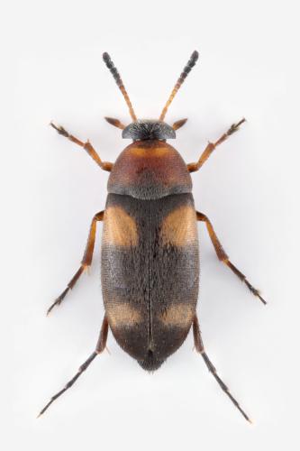Réf. 331 195 : Anaspis quadrimaculata