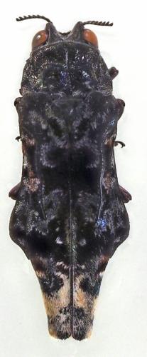 Réf. 331 289 : Paradomorphus kallipygos