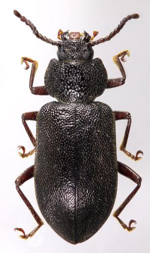 Luprops sp.