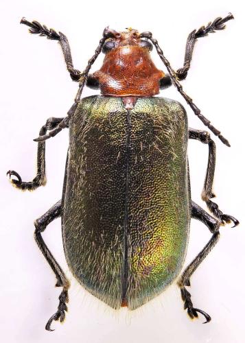 Réf. 331 389 : Goniopleura shuteae