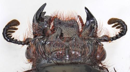 Aceraius sp.
