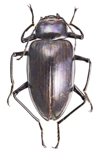 Plesiophthalmus sp.