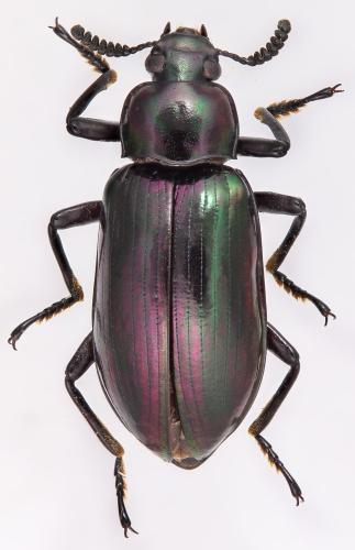 Simalura sp.