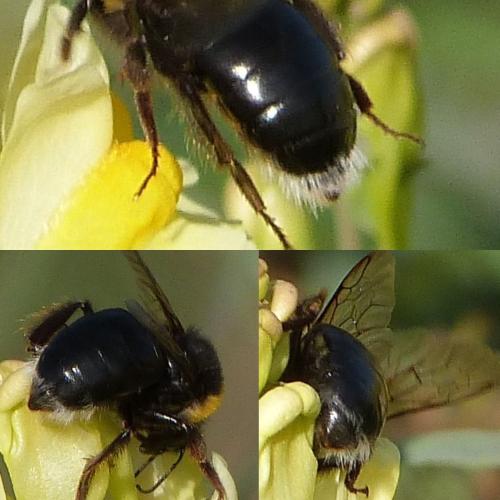 Bombus sp.