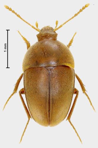 Réf. 331 037 : Bathysciola rampinii