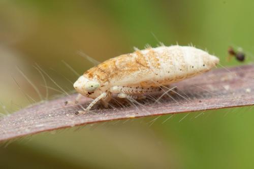 Allygidius atomarius