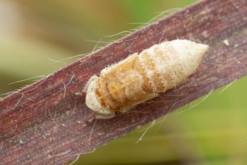 Allygidius atomarius