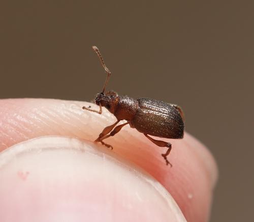 Otiorhynchus sp.