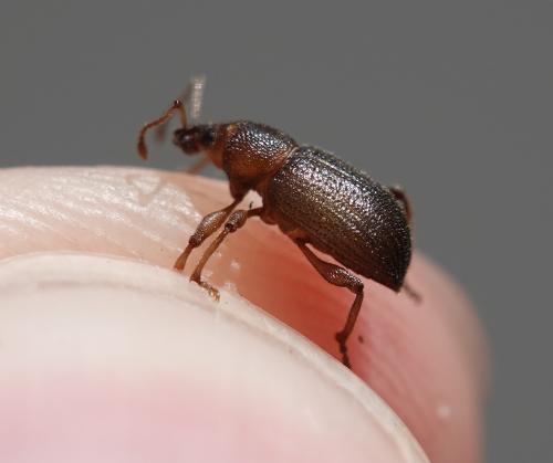 Otiorhynchus sp.