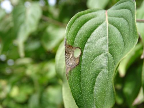 Antispila treitschkiella