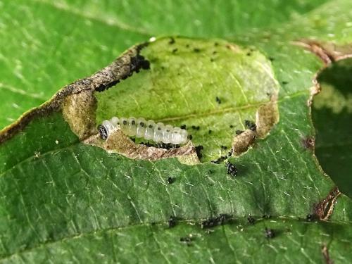 Antispila treitschkiella