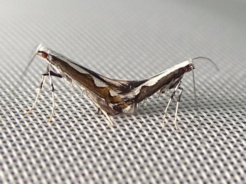 Réf. 331 082 : Dialectica scalariella