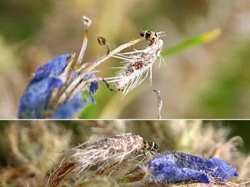 Réf. 331 230 : Coleophora pennella