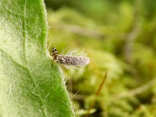 Réf. 331 233 : Coleophora pennella
