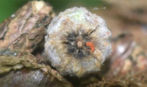 Réf. 331 067 : Mycodiplosis sp.
