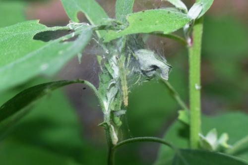 Réf. 331 758 : Scythris sinensis