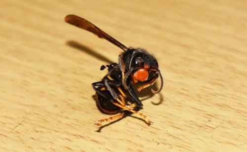 Vespa velutina
