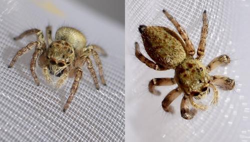 Réf. 331 092 : Carrhotus xanthogramma