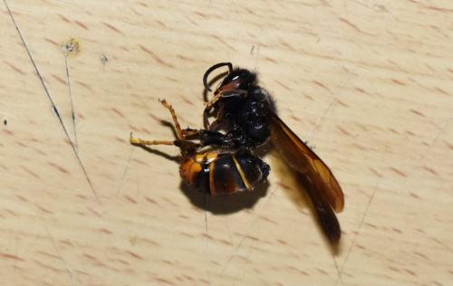Vespa velutina