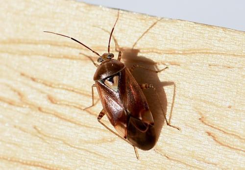 Lygus sp.