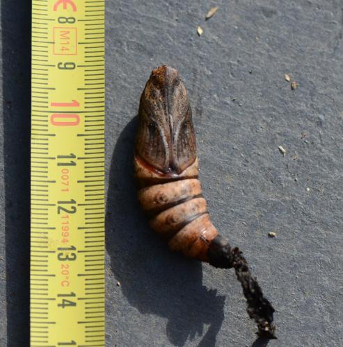 Deilephila elpenor