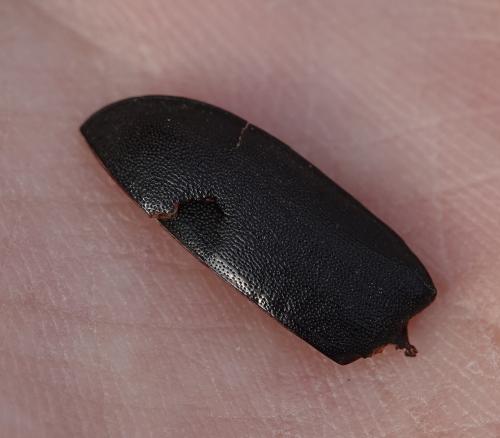 Réf. 331 969 : Dorcus parallelipipedus