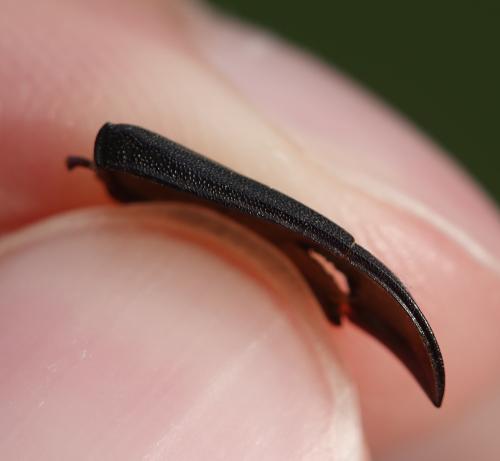 Réf. 331 970 : Dorcus parallelipipedus
