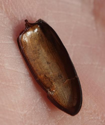 Réf. 331 971 : Dorcus parallelipipedus