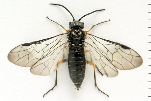 Dolerus gonager