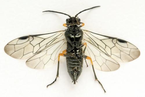 Dolerus gonager