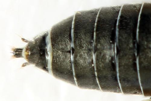 Dolerus gonager
