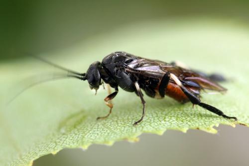 Nematus septentrionalis