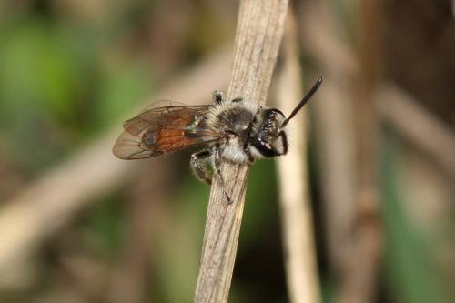 Réf. 331 222 : Andrena pellucens