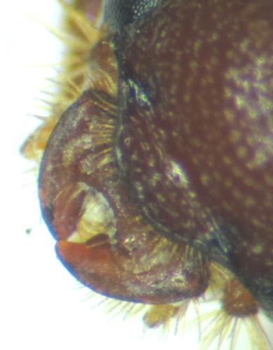 Réf. 331 297 : Ochodaeus chrysomeloides