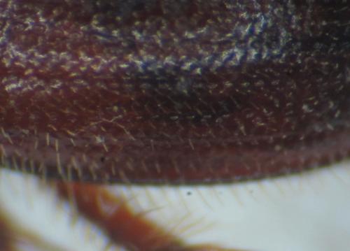 Réf. 331 298 : Ochodaeus chrysomeloides