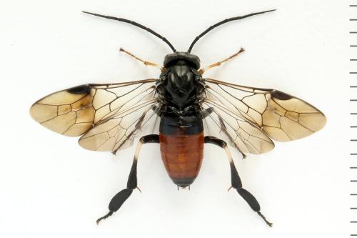 Nematus septentrionalis