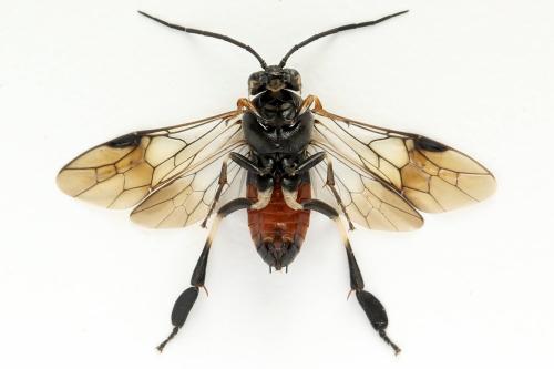 Nematus septentrionalis