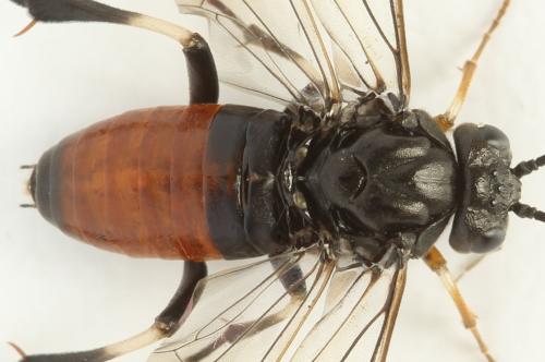 Nematus septentrionalis