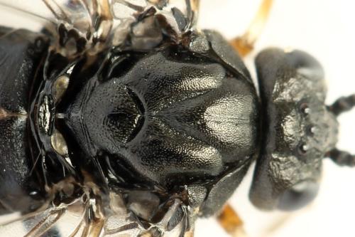 Nematus septentrionalis
