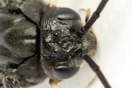 Nematus septentrionalis